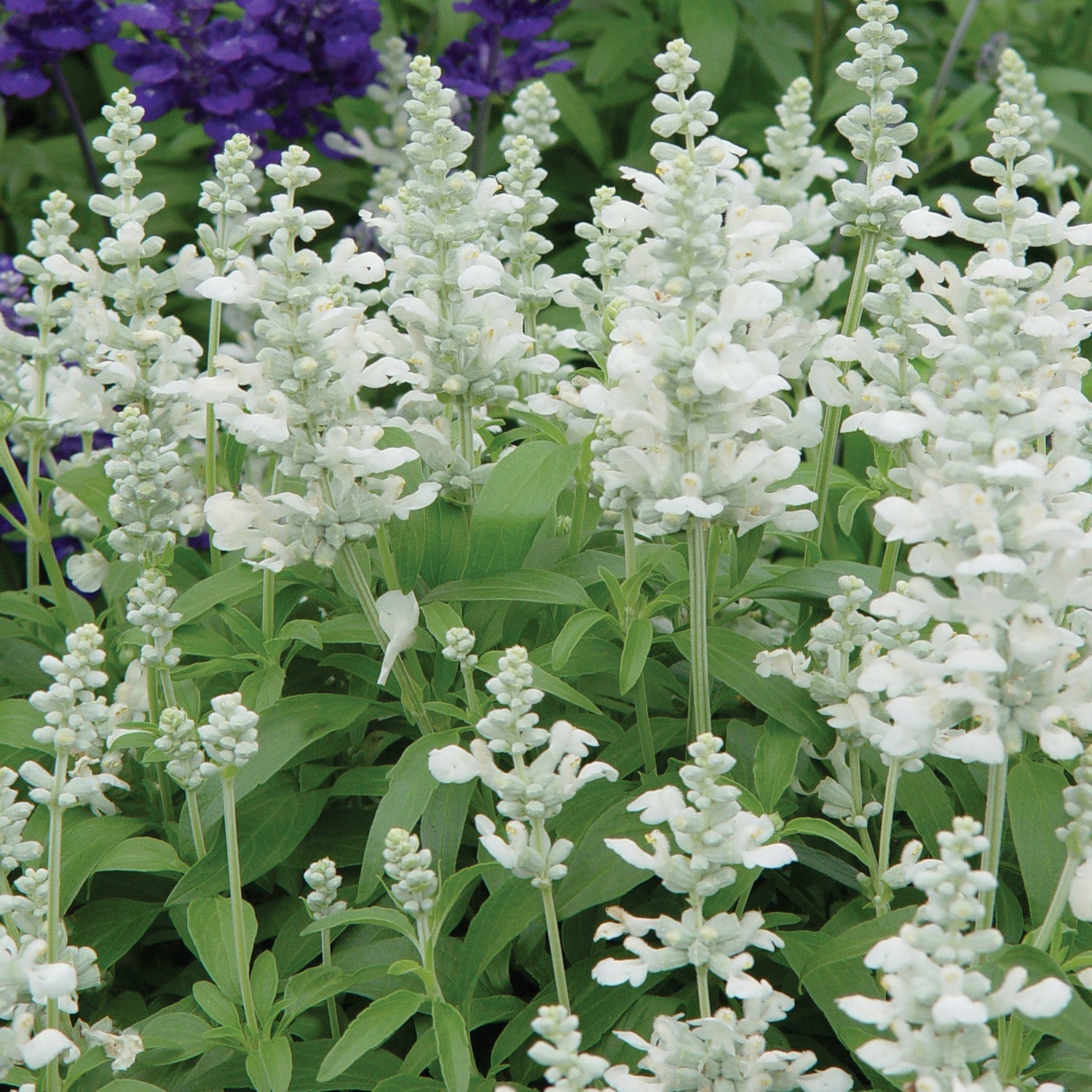 Cathedral™ White Salvia