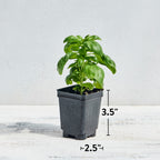 Pesto Party Basil
