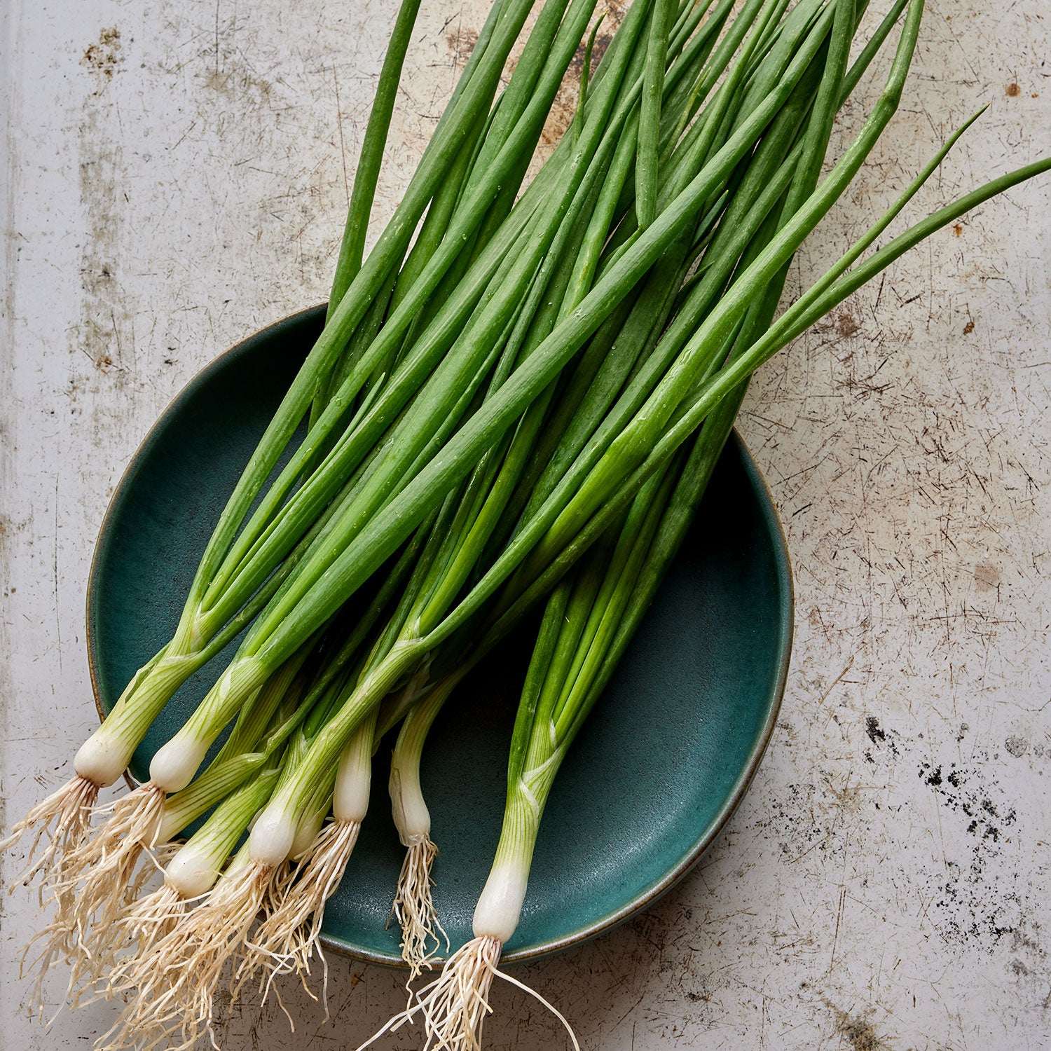 White Lisbon Bunching Onion