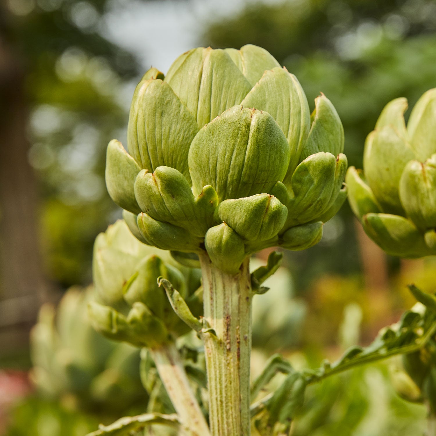 Wonder Artichoke