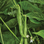 Burpee's Stringless Green Pod Bush Bean