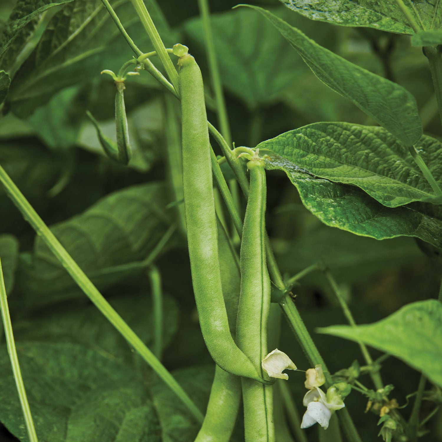 Burpee's Stringless Green Pod Bush Bean