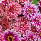 Mazurkia Zinnia