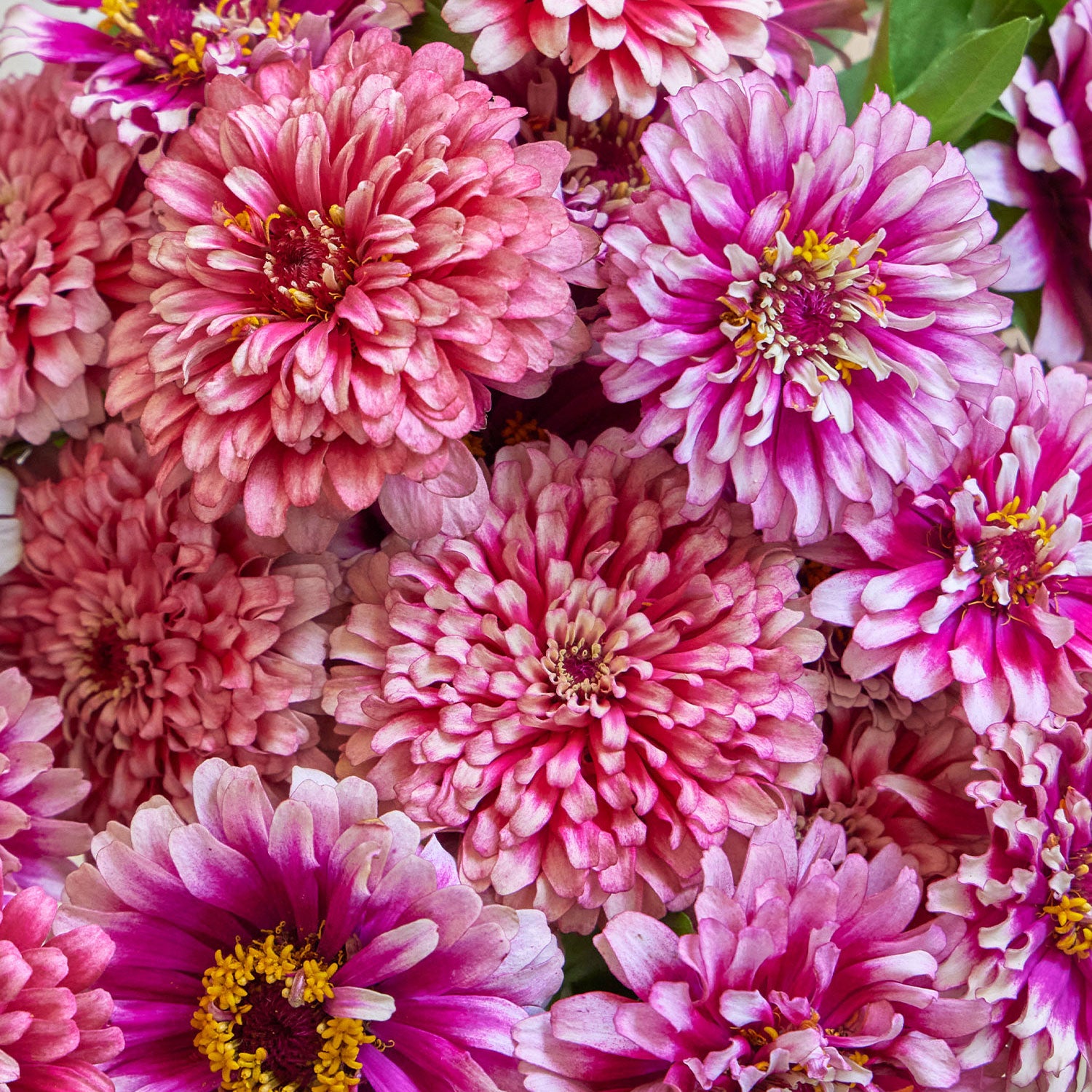 Mazurkia Zinnia