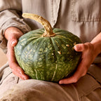 Buttercup Burgess Strain Winter Squash