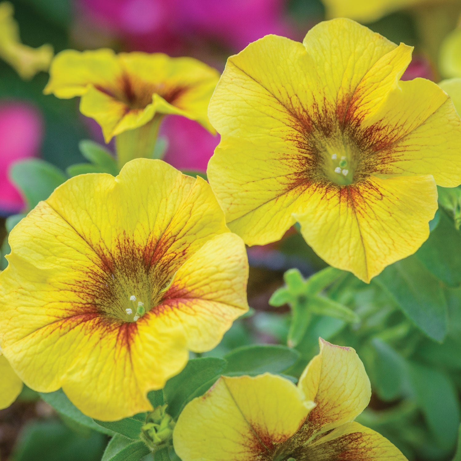 SuperCal® Premium Caramel Yellow Petunia