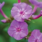 Cover Girl Phlox Paniculata