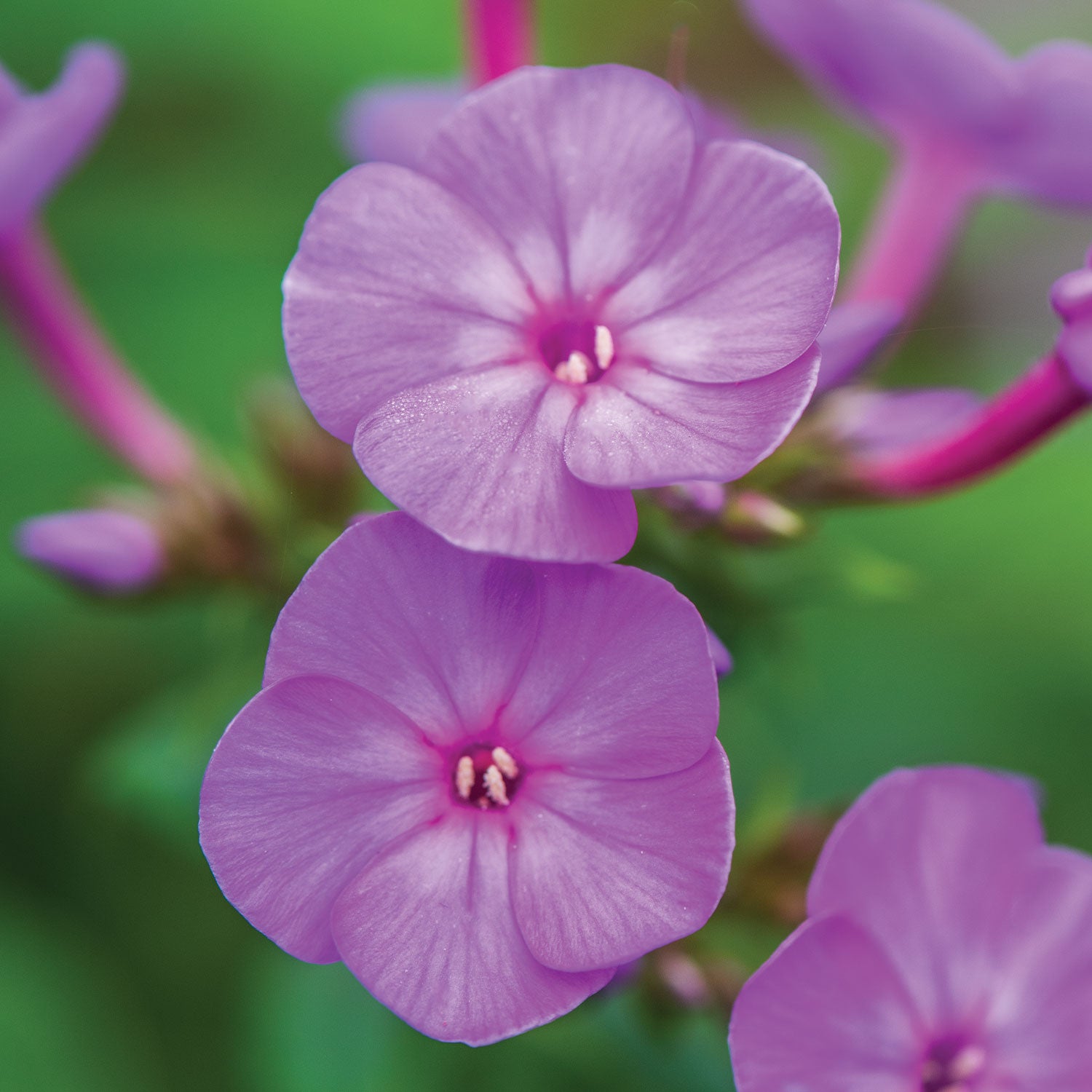 Cover Girl Phlox Paniculata