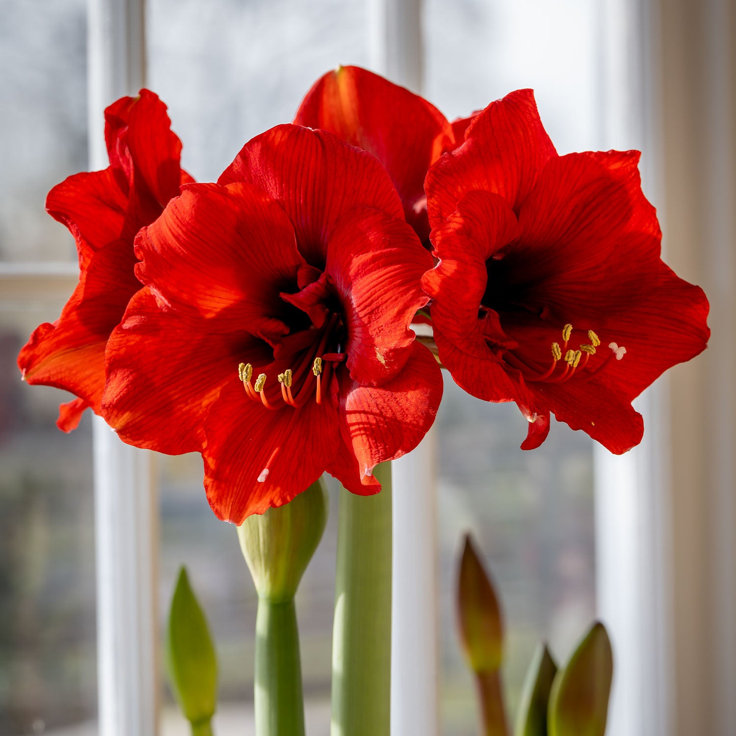 Ferrari Amaryllis Bulb
