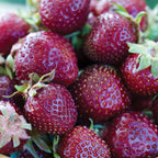 Purple Wonder® Strawberry
