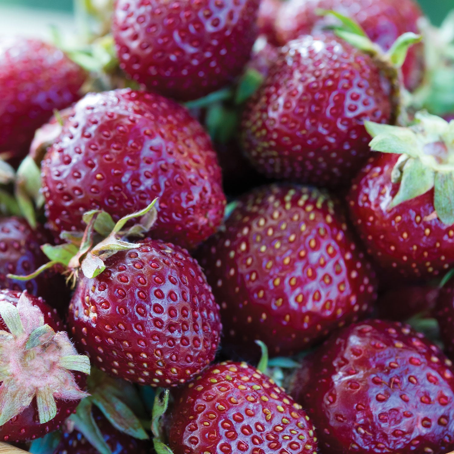 Purple Wonder® Strawberry