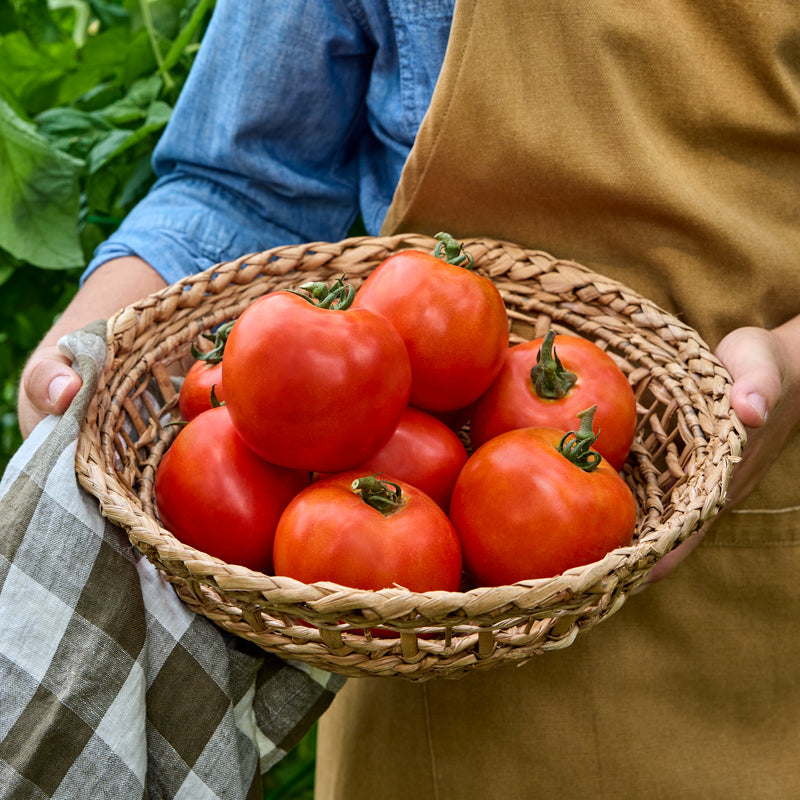 Burpee Garden Sown™ Flying Saucer Tomato