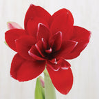 Double Dragon Amaryllis Bulb