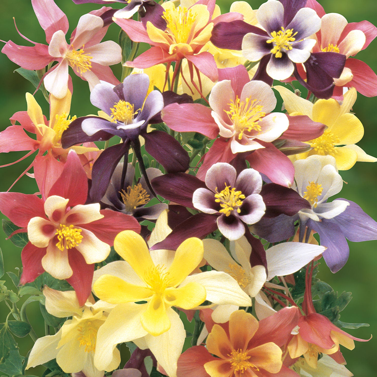 Harlequin Mixed Colors Columbine