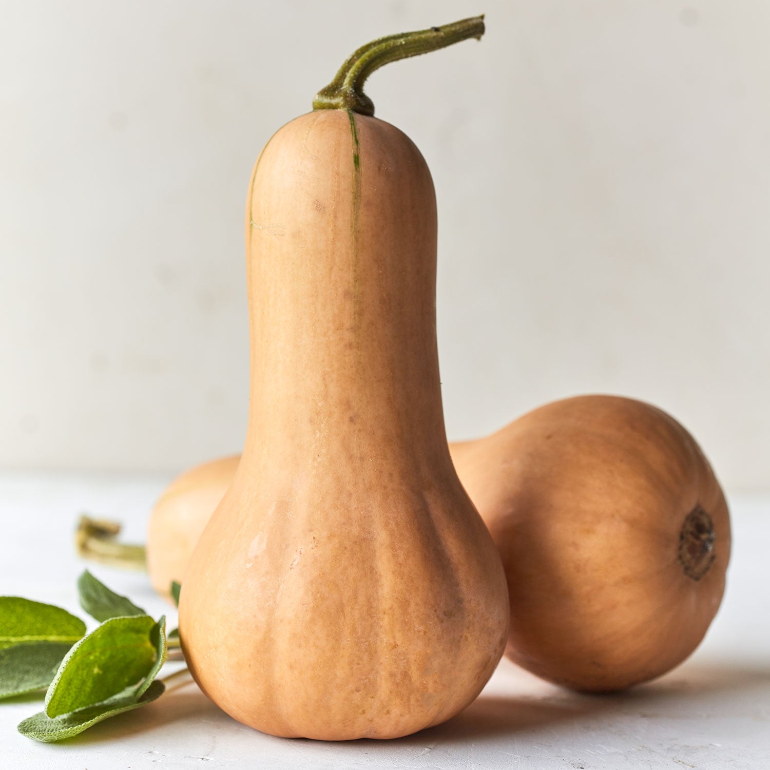 Pilgrim Winter Squash