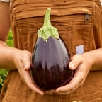Black Beauty Eggplant