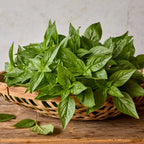 Monteverde Compact Basil