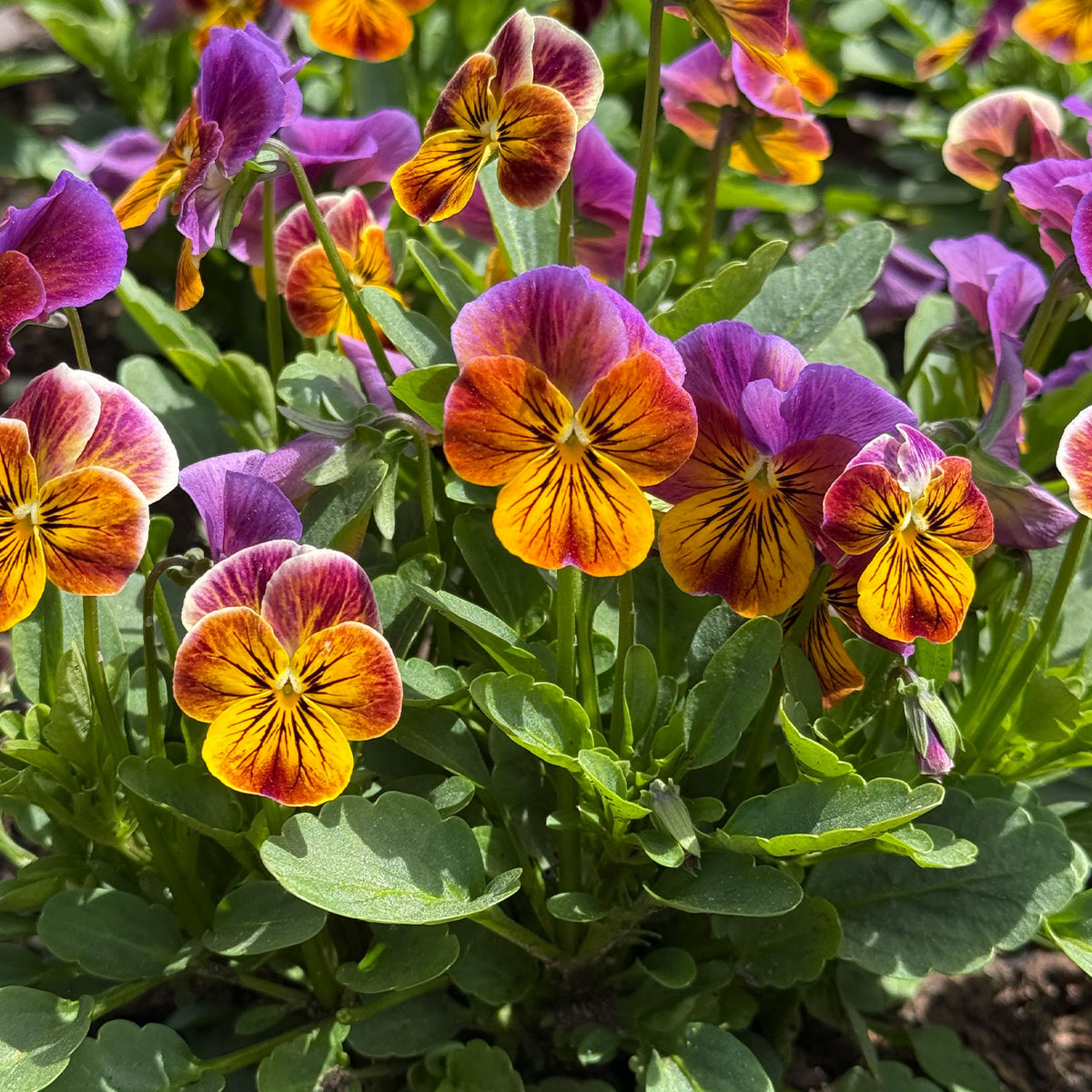 Psychedelic Spring Viola