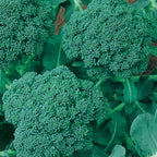 De Cicco Broccoli