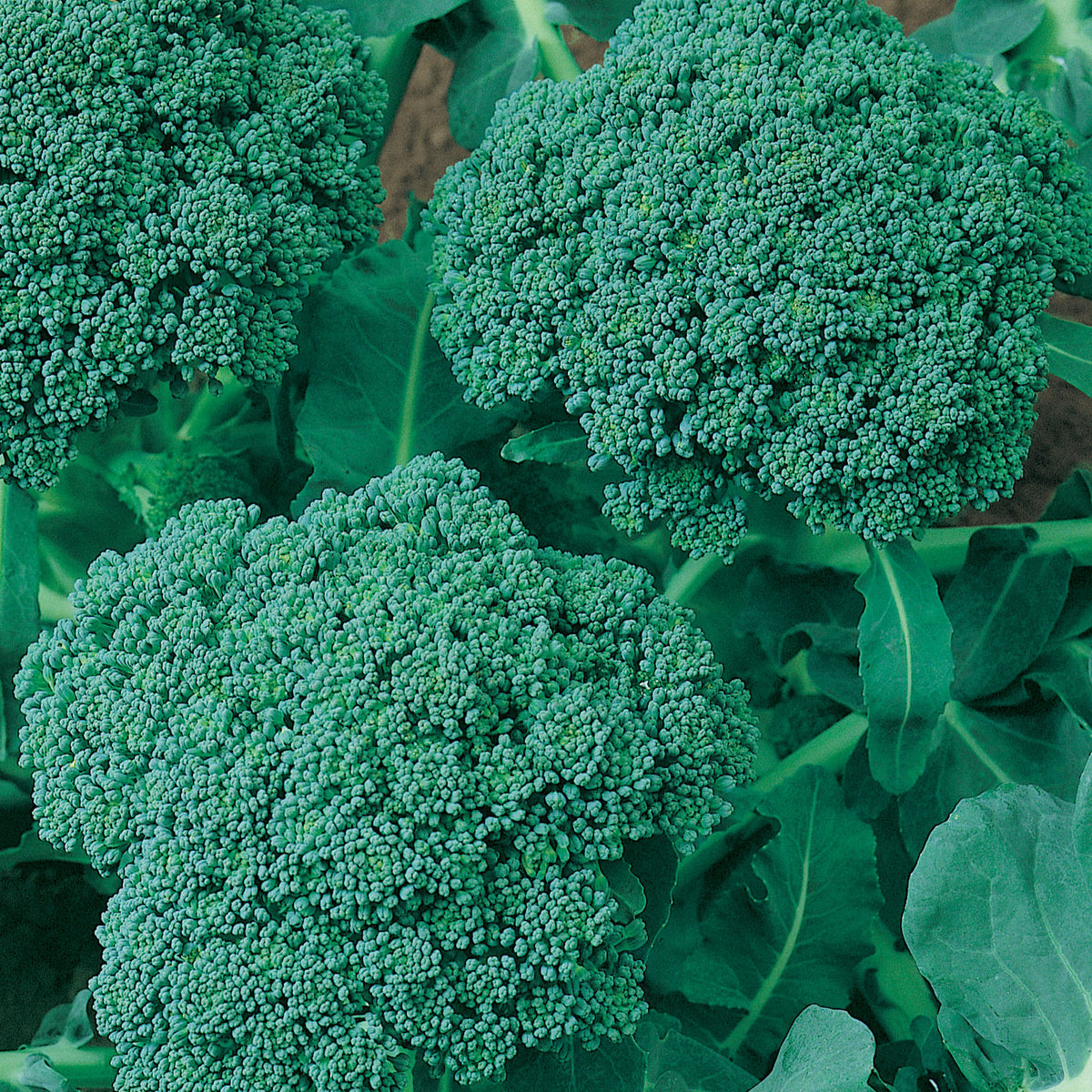 De Cicco Broccoli