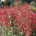 Red Riding Hood Penstemon