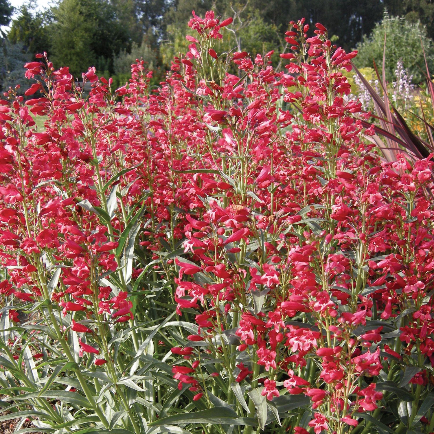 Red Riding Hood Penstemon