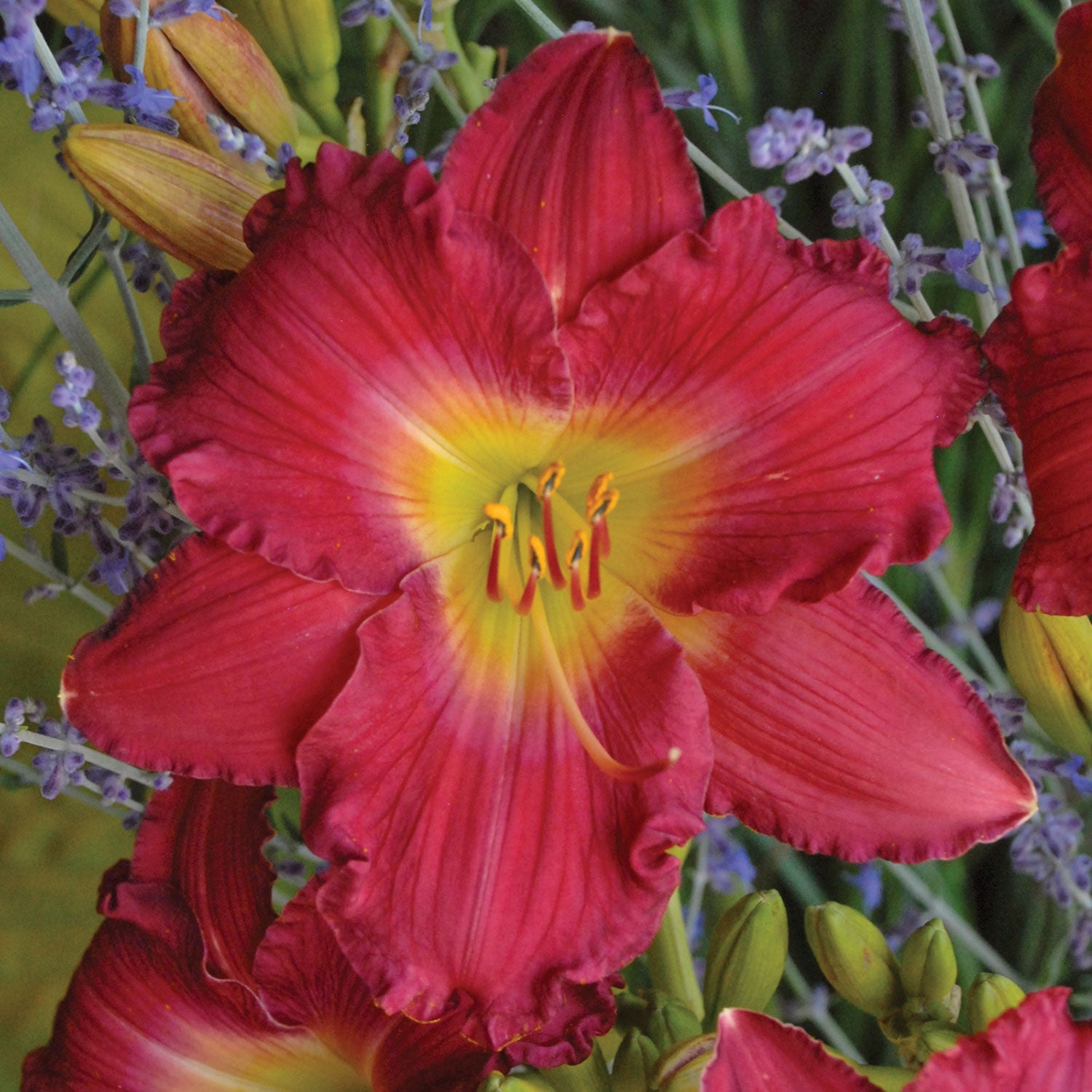 Romantic Returns Daylily Bare Roots