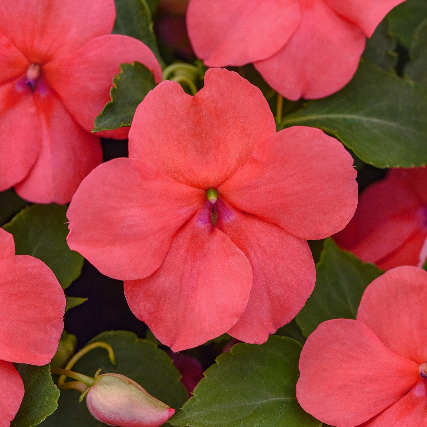Beacon Coral Impatiens