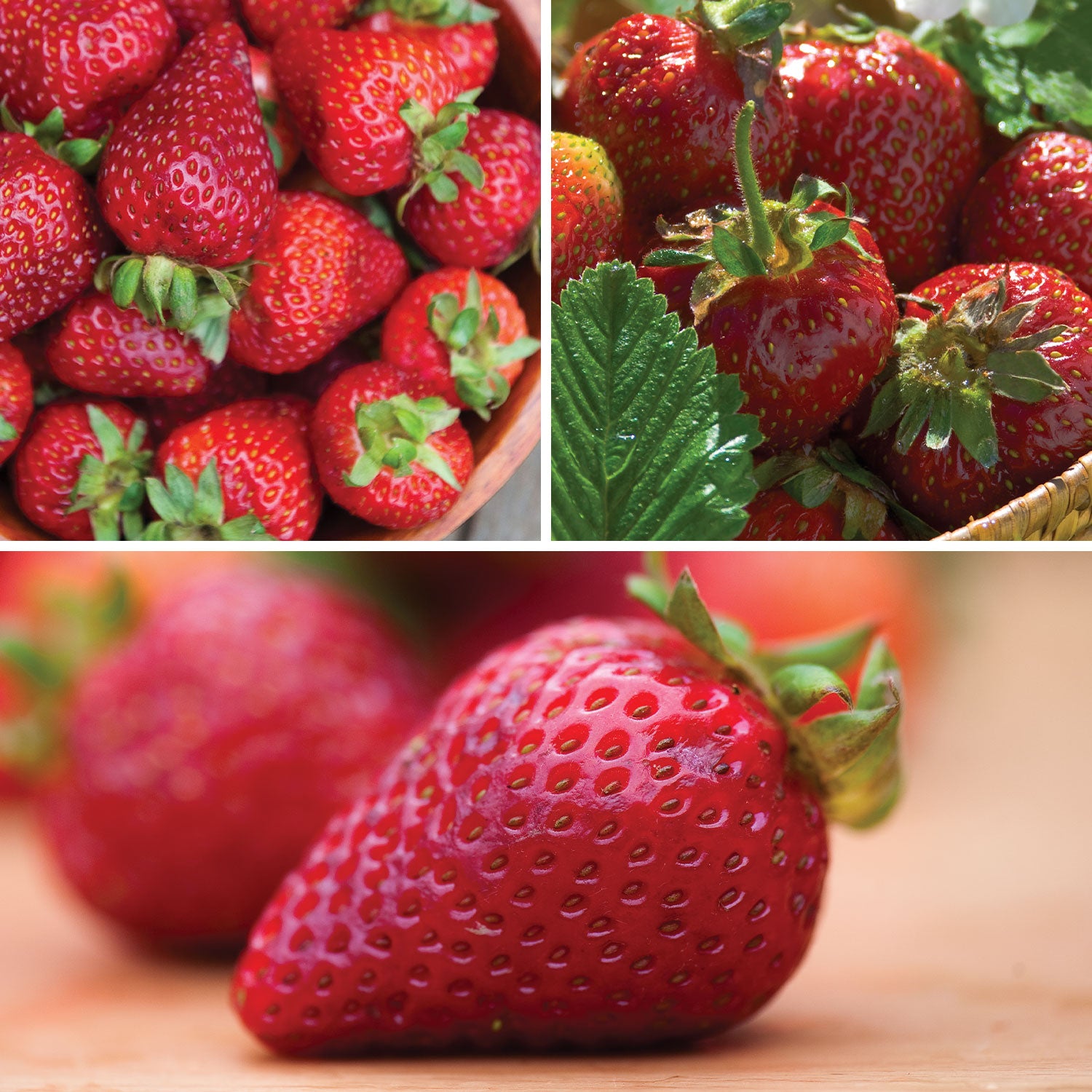 All Season Collection Strawberry Bare Roots