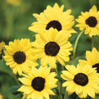 Soluna Lemon (Helianthus Debilis) Beach Sunflower