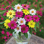 Raspberry Lemonade Mix Zinnia