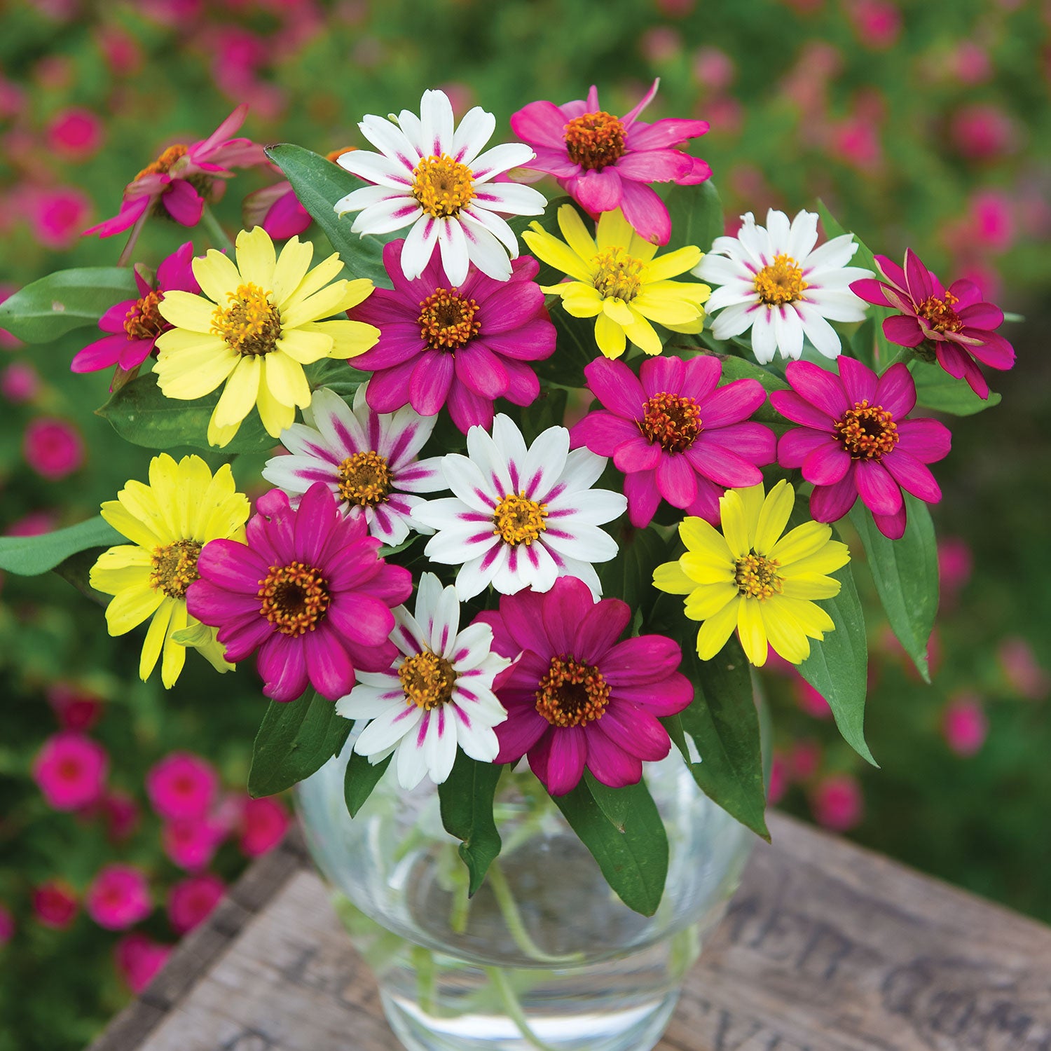 Raspberry Lemonade Mix Zinnia