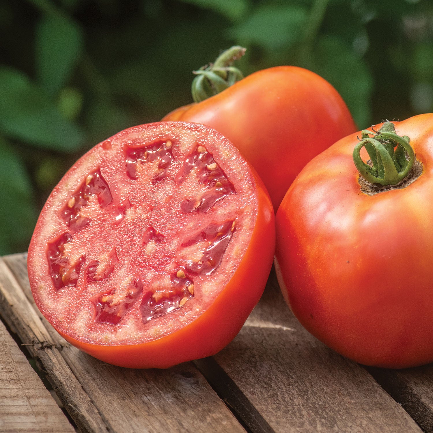 BushSteak Tomato