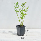 Lovage