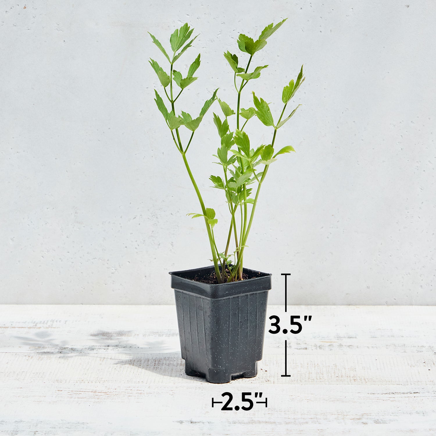Lovage