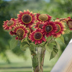 Crimson Blaze Sunflower