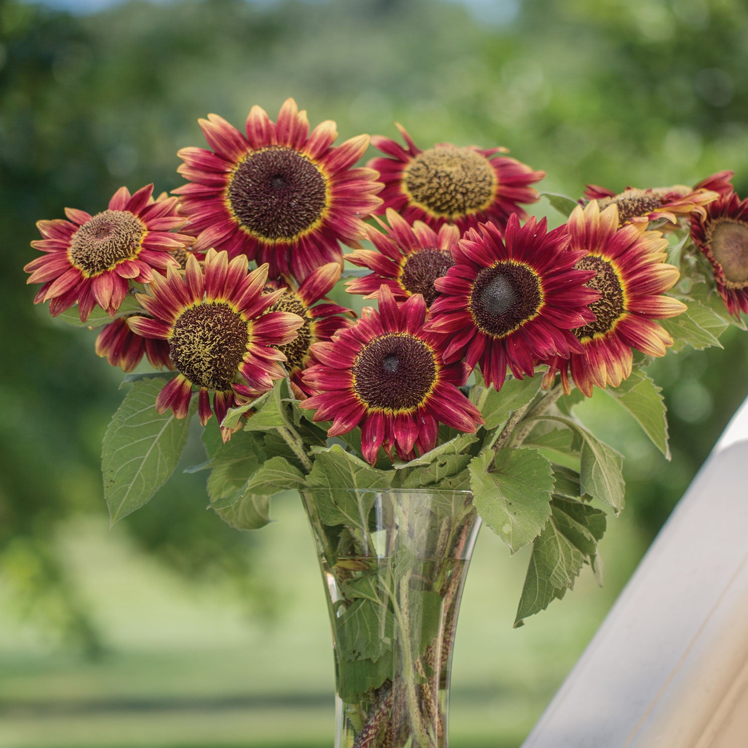 Crimson Blaze Sunflower