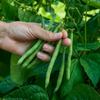 Blue Lake Superior Bush Bean