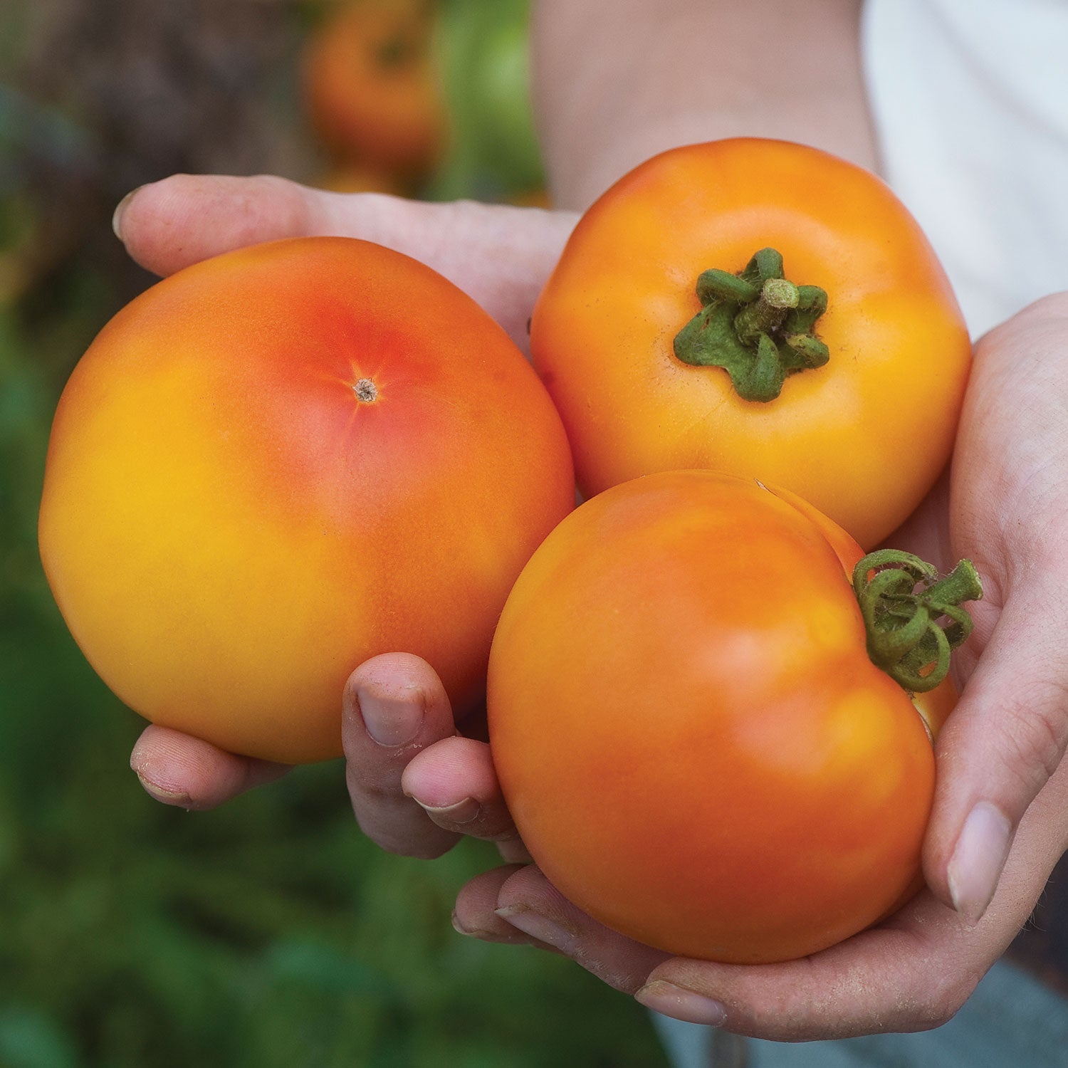 Tye-Dye Tomato