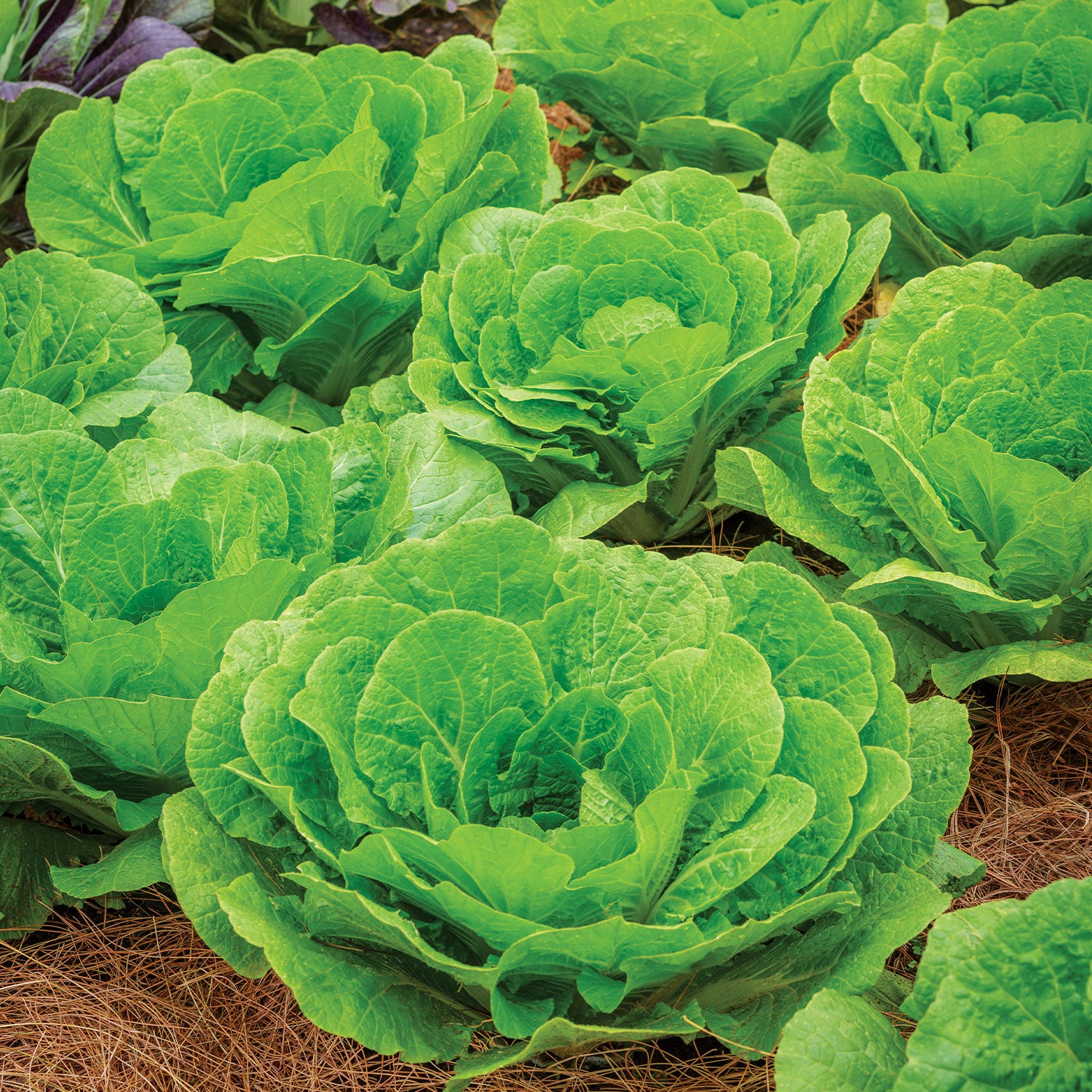 Barrel Head Napa Cabbage