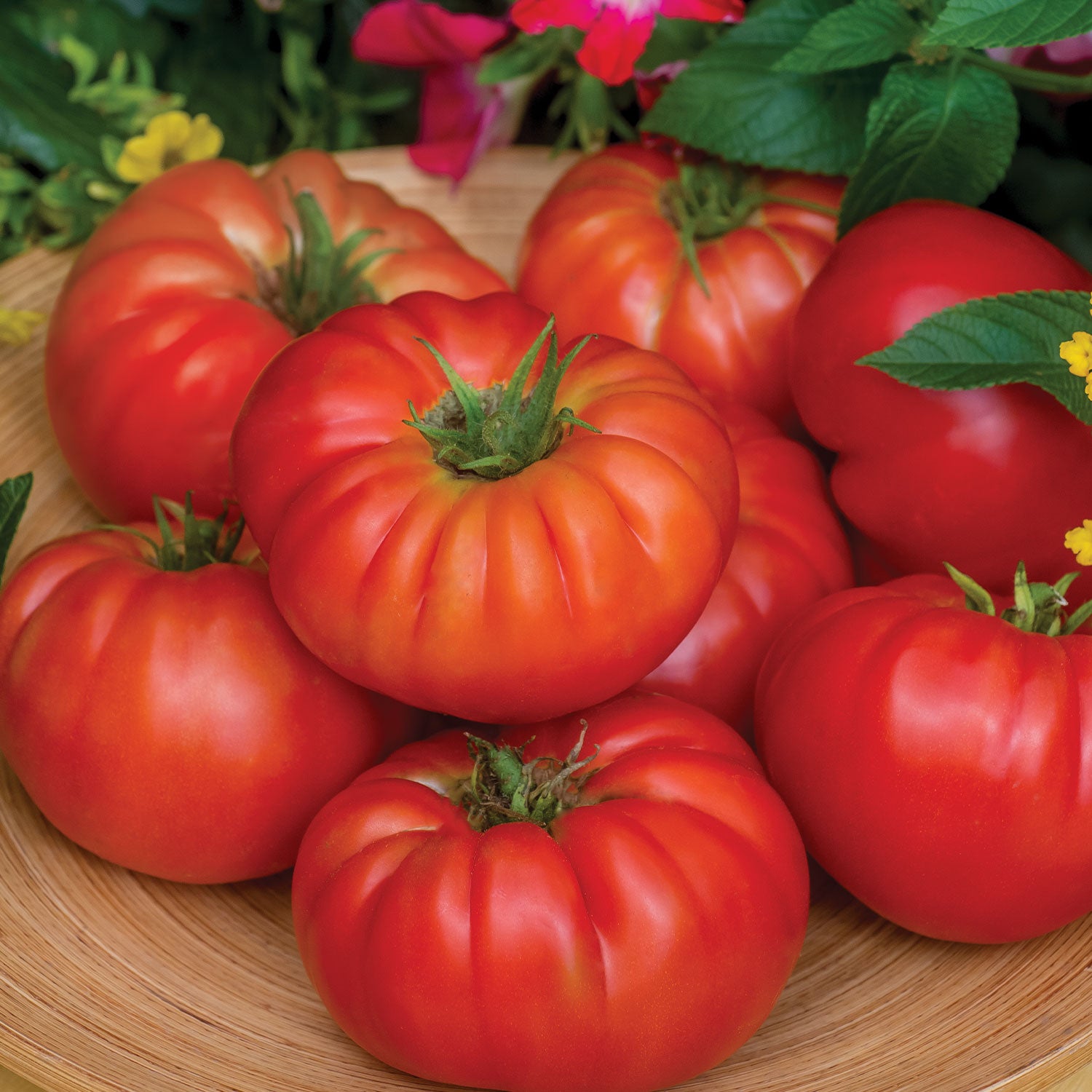 Madame Marmande Tomato