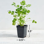 Cilantro (Coriander)