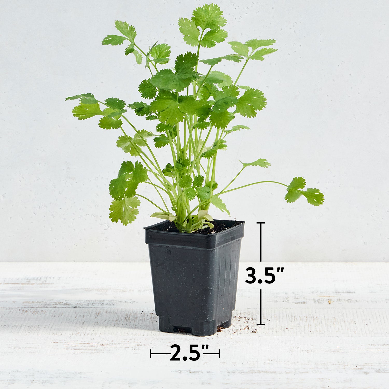 Cilantro (Coriander)