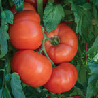 Bodacious Tomato