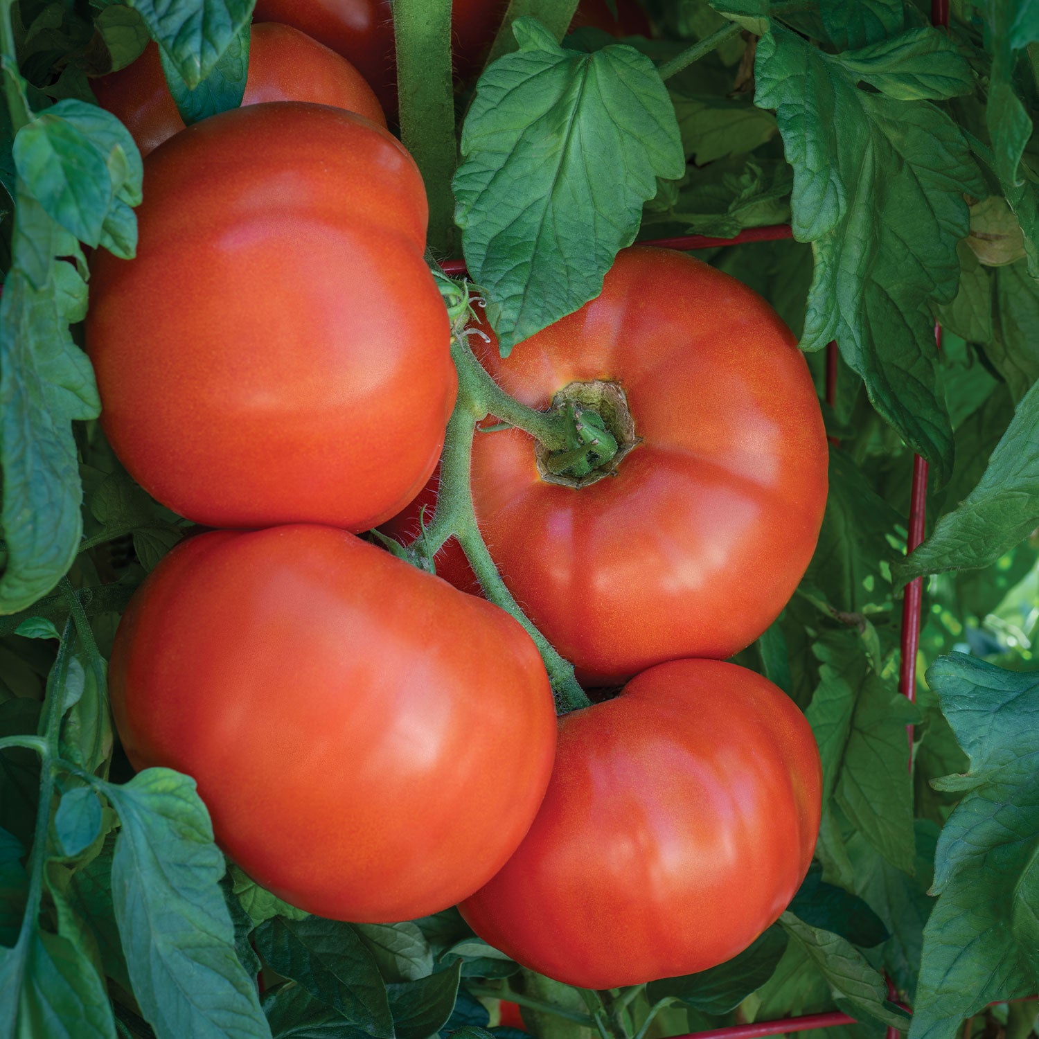 Bodacious Tomato