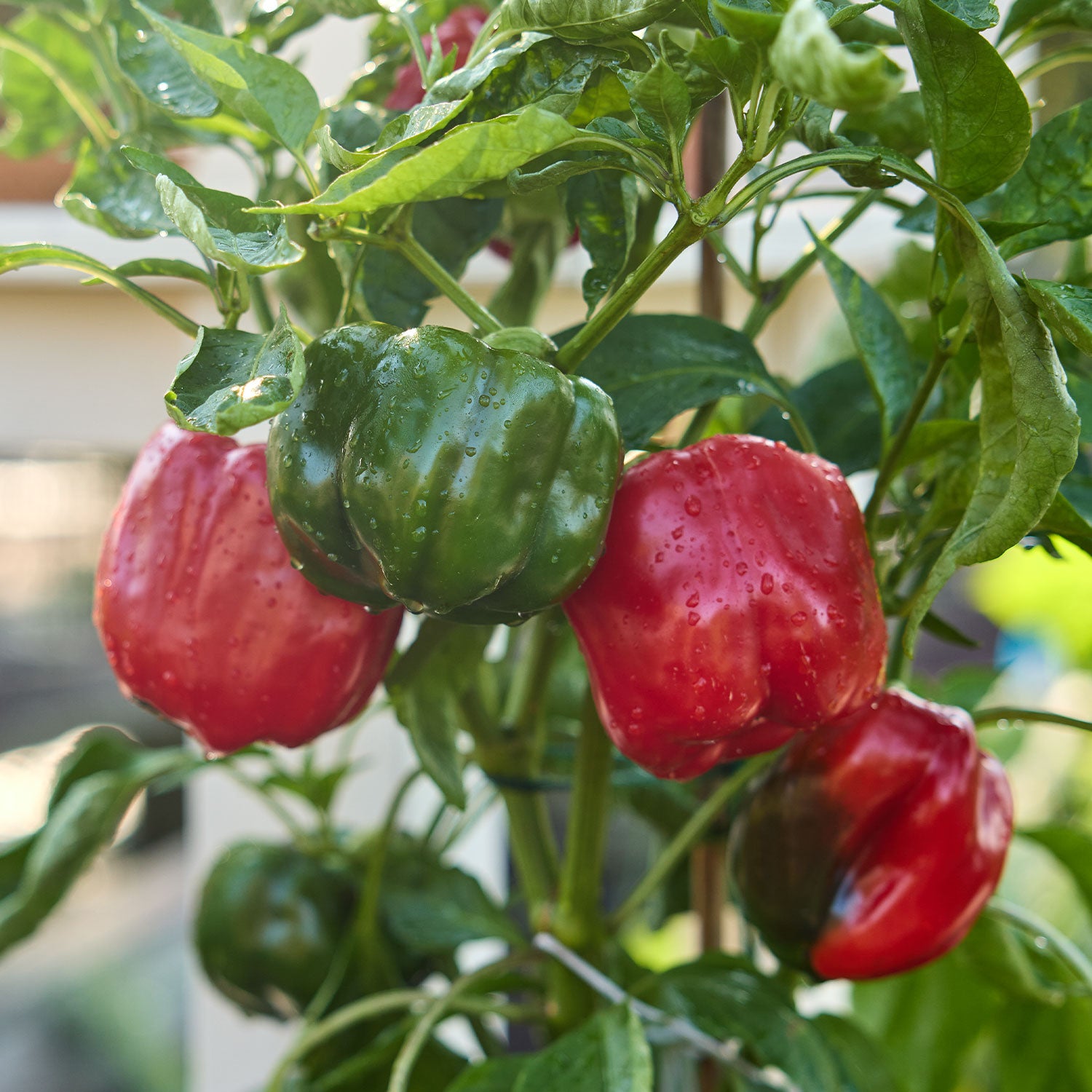 California Wonder Sweet Pepper