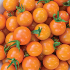 Honeycomb Tomato