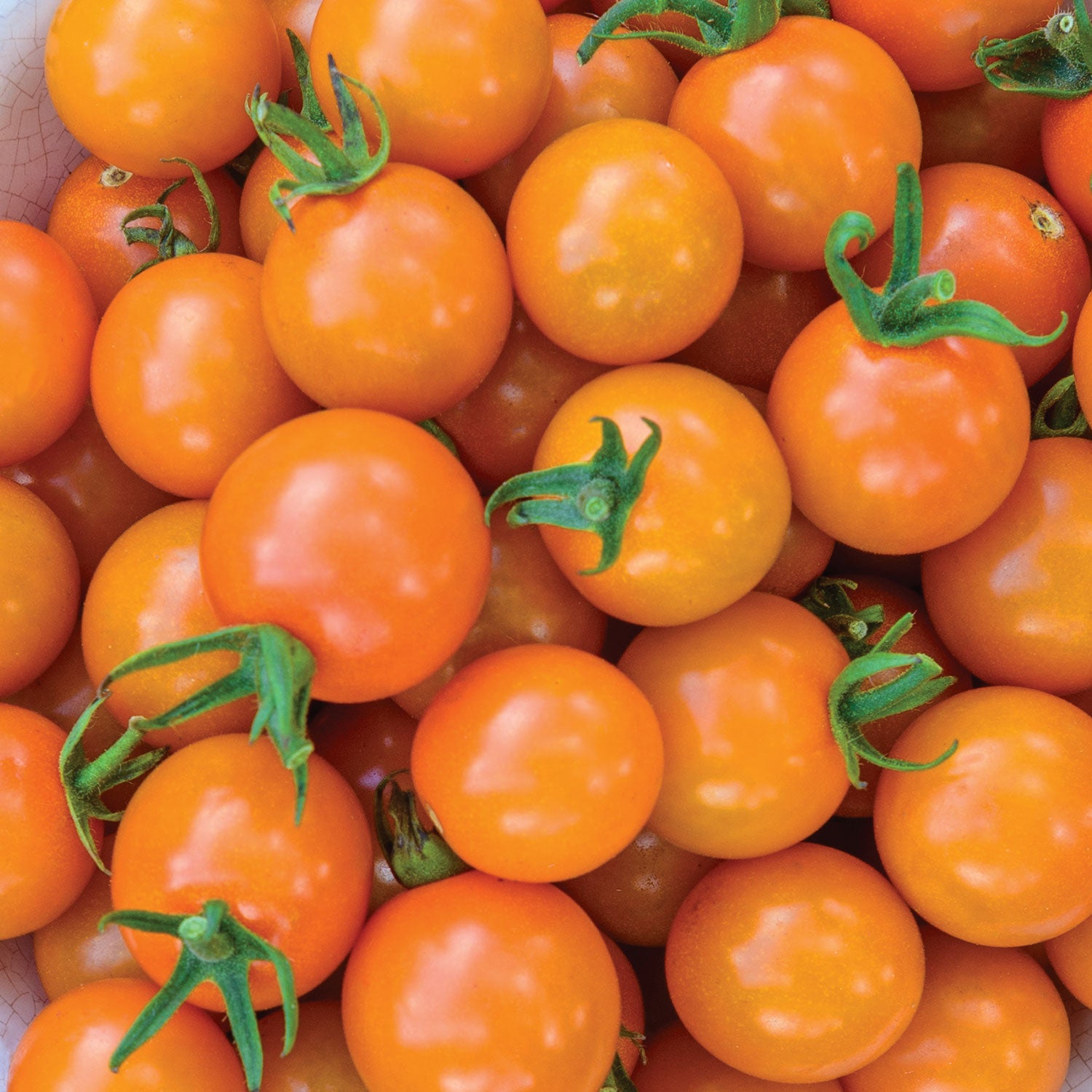 Honeycomb Tomato