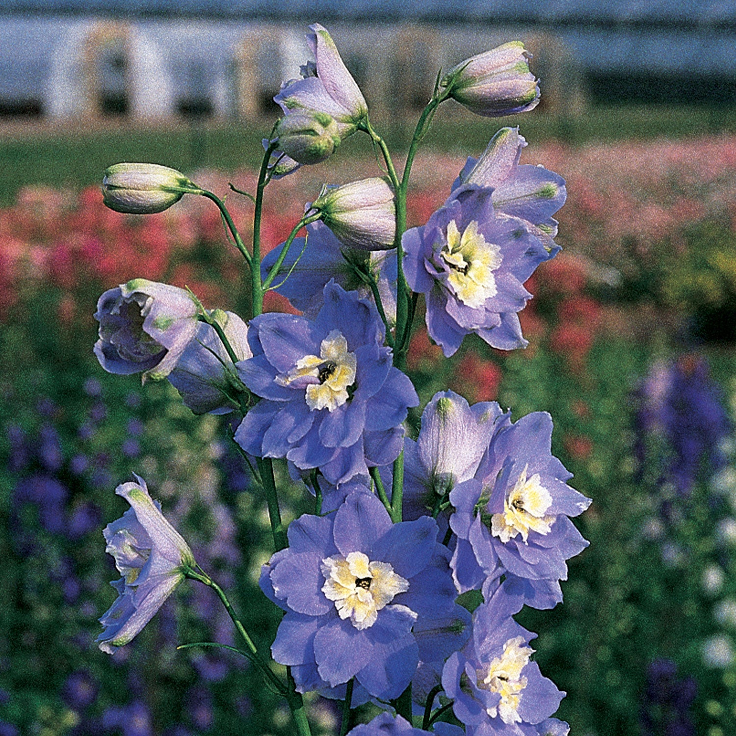 Summer Skies Delphinium