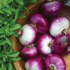 Cippolini Red Onion